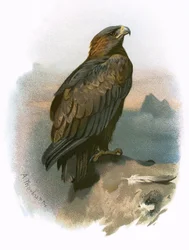 Steinadler