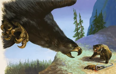 Steinadler greift Bär wegen Tier in Falle an