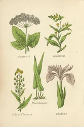 Giersch, Steinsame, Hirschzunge, Leindotter, Schwertlilie