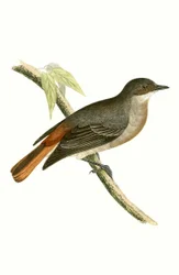 Graurotschwanz, Illustration aus 