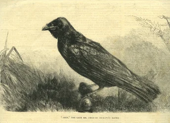 Grip, der Haustier-Rabe von Charles Dickens (Lithografie)