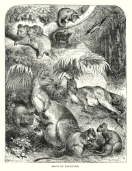 Gruppe von Makropiden
