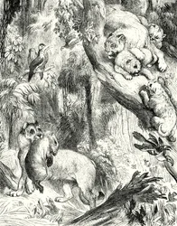 Gruppe von Pumas (Gravur)