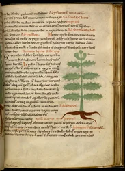 Harley 4986 fol.20 Das Kraut Asterion