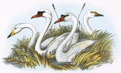 Köpfe von Arten britischer Schwäne