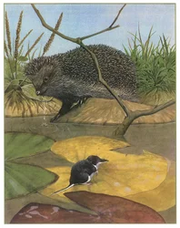 Igel und Wühlmaus