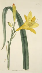 Hemerocallis Flava (Gelbe Taglilie) aus The Botanical Magazine or Flower Garden Displayed, veröffentlicht 1796 (handkolorierter Stich)