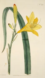 Hemerocallis Flava Gelbe Taglilie, veröffentlicht 1796 handkolorierter Stich