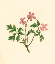 Storchschnabel, Geranium Robertianum