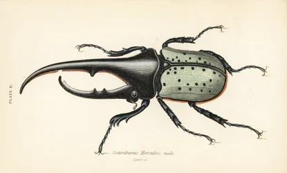 Herkuleskäfer, männlich, Dynastes hercules, Scarabaeus hercules
