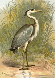 Reiher