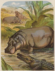 Nilpferd und Krokodil
