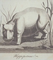Nilpferd, aus The Gentlemans Magazine, veröffentlicht im Dezember 1772