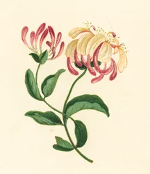 Geißblatt, Lonicera Periclymenum