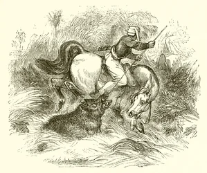 Wie Wildschweine gejagt werden