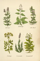 Ysop, Betonie, Braunelle, Liebstöckel, Lavendel, Greiskraut