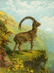 Steinbock