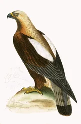 Kaiseradler, Illustration aus 
