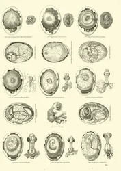 Brüten eines Huhns, Seite aus dem Bildmuseum der belebten Natur