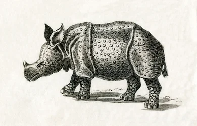 Indisches Nashorn oder Großes Einhorn-Nashorn, Rhinoceros unicornis, aus einem Druck des 18. Jahrhunderts (Gravur)