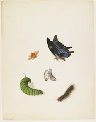Insekten, ca. 1805