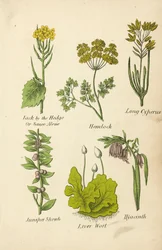 Knoblauchsrauke, Schierling, Zypergras, Wacholderstrauch, Lebermoos, Hyazinthe