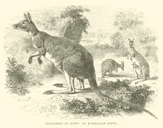 Kängurus zu Hause, eine australische Szene