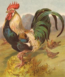 König des Geflügelhofs