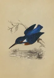 Eisvogel (Farblithografie)