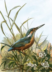 Eisvogel