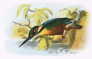 Eisvogel