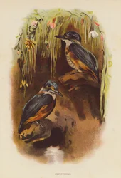 Eisvögel