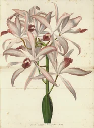 Laelia Elegans Wolstenholmiae