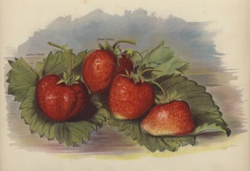 Laxtons Noble, James Veitch, Dr Hogg, British Queen