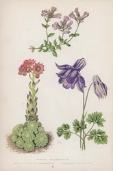 Linaria Origanifolia; Sempervivum Arachnoideum; Aquilegia Pyrenaica