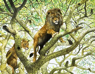 Löwe und Löwin auf einem Baum