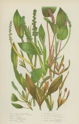 Langblättriges Teichkraut, Glänzendes Teichkraut, Verschiedenblättriges Teichkraut, Lanzettliches Teichkraut