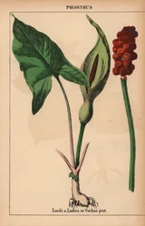 Aronstab oder Kuckuckslichtnelke, aus "The Instructive Picturebook, or Lessons from the Vegetable World," [Charlotte Mary Yonge], Edinburgh