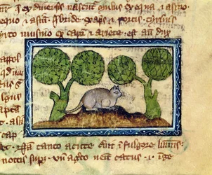 MS 379 f.12r Eine Katze, die auf einem Erdhügel kauert, Detail aus einem Bestiarium, Englisch