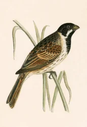 Rohrammer, Illustration aus 
