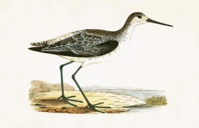 Märzstrandläufer, Illustration aus 