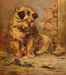 Meister Jacko
