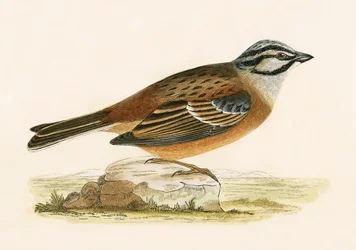 Rohrammer, Illustration aus 