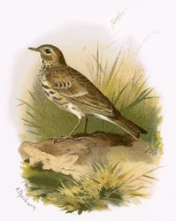 Wiesenpieper