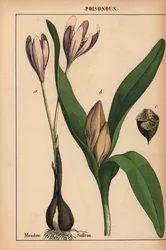 Herbstzeitlose mit lila Blume, aus "The Instructive Picturebook, or Lessons from the Vegetable World," [Charlotte Mary Yonge], Edinburgh