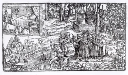 Medizinischer Kräuteranbau, 1531