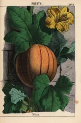Melone mit reifer Orange, gelber Blüte und großen dunkelgrünen Blättern Cucumis melo, aus 