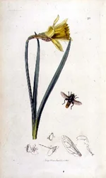 Merodon clavipes (Schwebfliege) und Narzisse, veröffentlicht von John Curtis in 