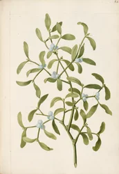 Mistel. Eine halbparasitische Pflanze, ca. 1664
