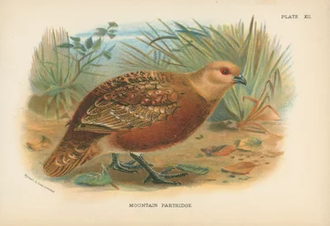 Bergrebhuhn